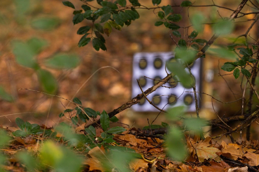 Archery target in the forest, automn, fall, colors, archery tournament, field archery, nationals, NK Veld, Dutch Championship